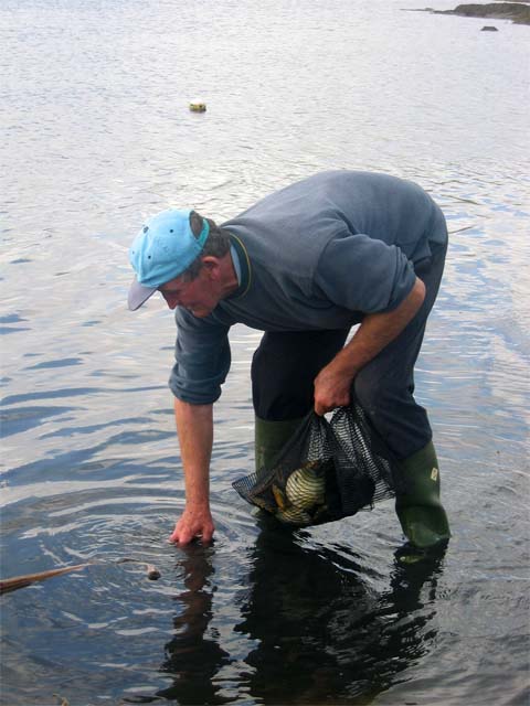 Paul collecting scallops.